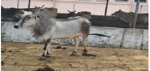 ICAR-Indian Grassland and Fodder Research Institute