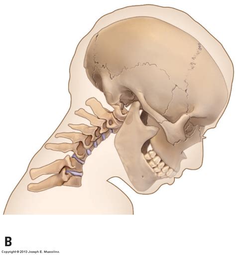 Image result for Left Cervical Rotation