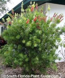Plants Point Dwarf Bottle Brush Profuse Flowering Zealand Callistemon ...