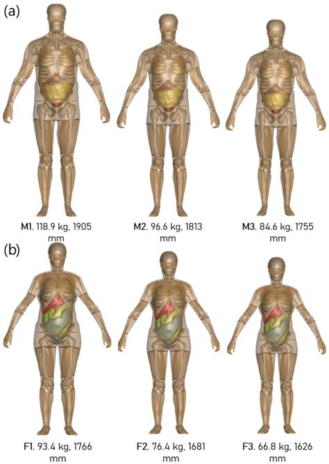 Personalization of the Toyota Human Model for Safety (THUMS) Using ...