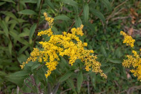 How to Grow and Care for Goldenrod