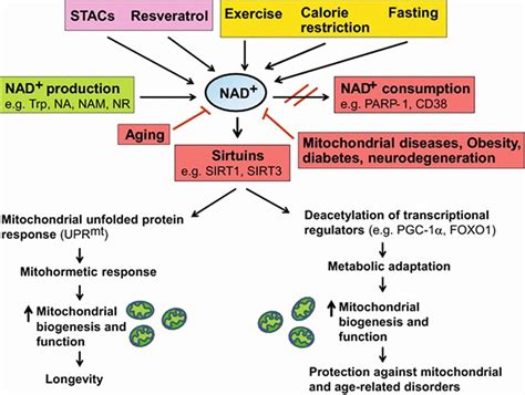 What Increases Nad In The Body