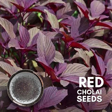 Green Paradise® Red Cholai F1 Hybrid Seeds Pack – GreenParadiseLive