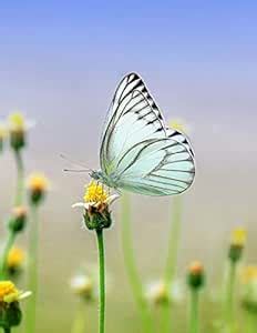 Butterfly Graph Paper Book: 8.5 x 11 Quad Rule Graph Paper 200 pages ...