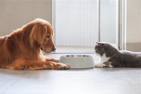 Can Cats Eat Dog Food? What You Need To Know | Dutch