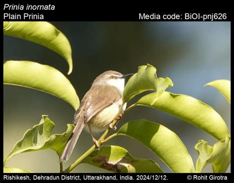 Prinia inornata | Birds