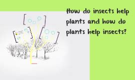 Image result for Insects Help Us How