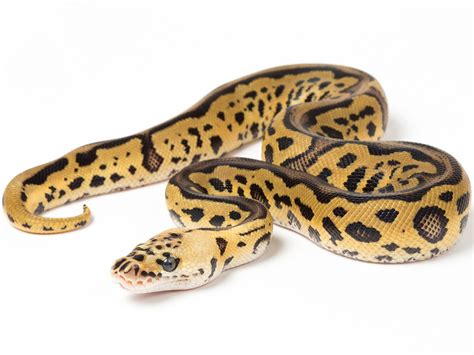 Leopard Python 的图像结果