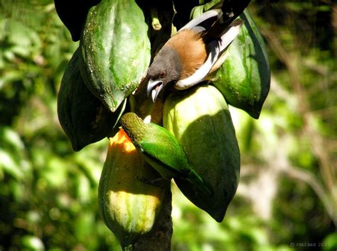indian treepie