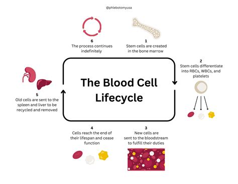The Complete Lifecycle of Blood Cells - Phlebotomy USA