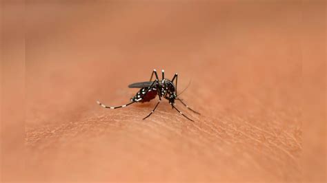 Monsoon: 5 tips to keep yourself safe from dengue infection during the ...