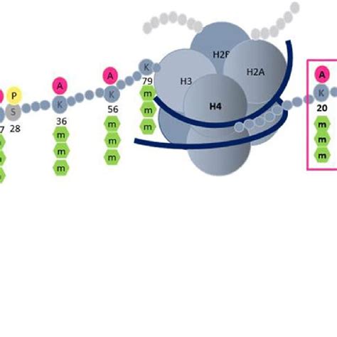 Image result for Modification of Histone Tails