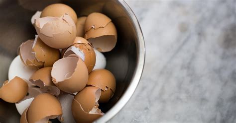 Image result for Egg Shells for Dogs