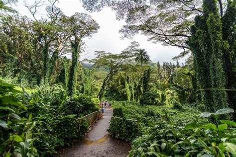 Manoa Falls Trail in Honolulu - A Pleasant Rainforest Hike to Cascading ...