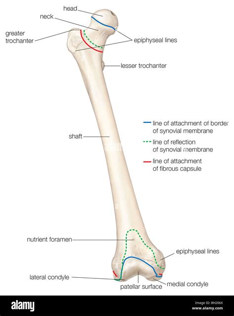 Lesser Trochanter Muscle Attachments