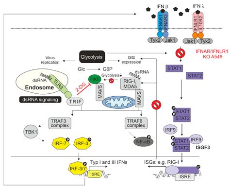 Interferon Signaling-Dependent Contribution of Glycolysis to Rubella ...