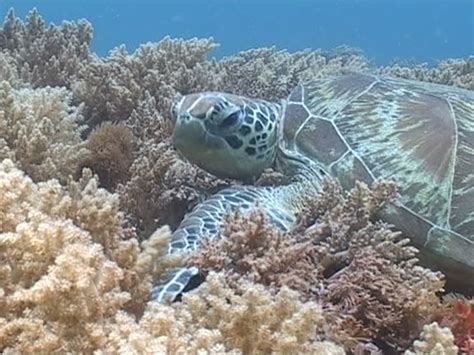 Image result for Turtle Shell Side View