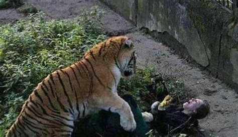 老虎错把女饲养员当雌虎, 扑倒在地, 随后发生的事让女子大哭不止_动物