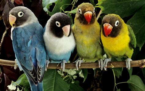Image result for Colourful Birds Compilation