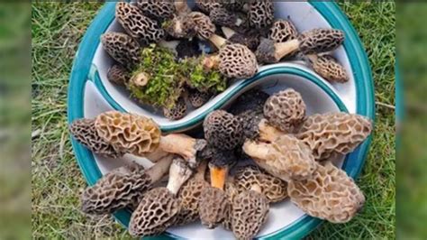 Ever Heard Of Gucchi Mushrooms? Know How Healthy The World’s Most ...