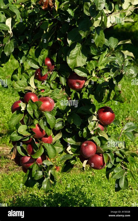 Image result for Apple Tree Farm