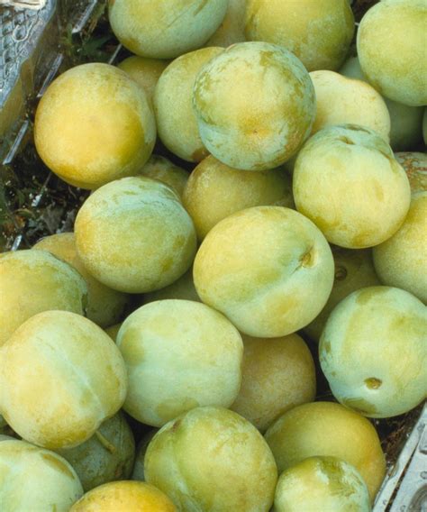 Plum Tree Types 的图像结果