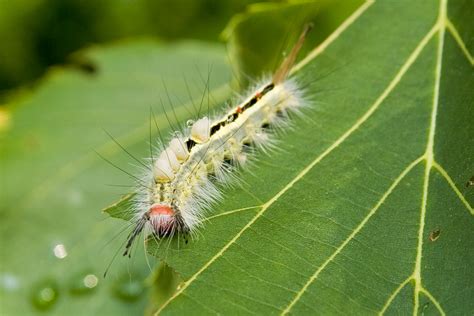 White Fuzzy Caterpillars