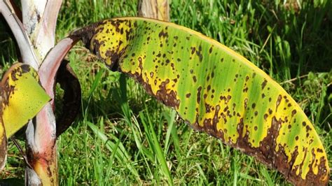 केले में सिगाटोका रोग से पीली पड़ जाती हैं पत्तियां, इस दवा से करें ...