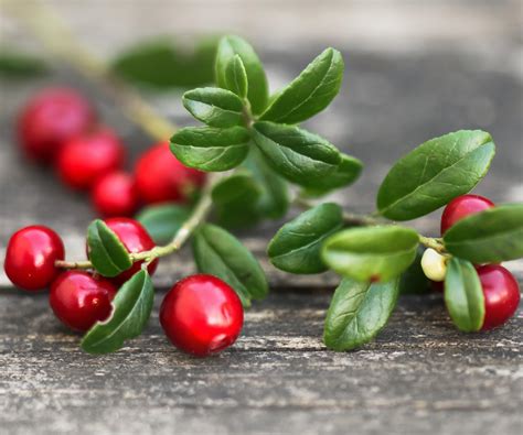 How to grow cranberries and get healthy and prolific plants | Homes and ...