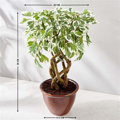 Buy Fiesta Artificial Plant in Ceramic Pot from Home Centre at just INR ...