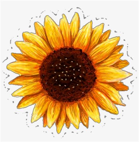 Printable Sunflower Sticker - 1024x1122 PNG Download - PNGkit