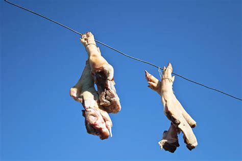 Image result for Hog Tying Tutorial