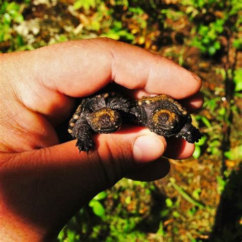 Snapping Turtle Age Chart 的图像结果