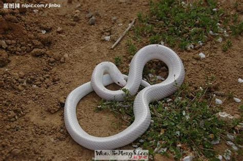 梦见大白蛇是什么意思 做梦梦见大白蛇白色的蛇有什么预兆 蓝蛇-周易算命网