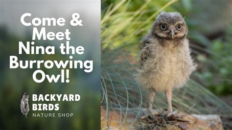 Meet Nina the Burrowing Owl at Backyard Birds!, Backyard Birds Nature ...
