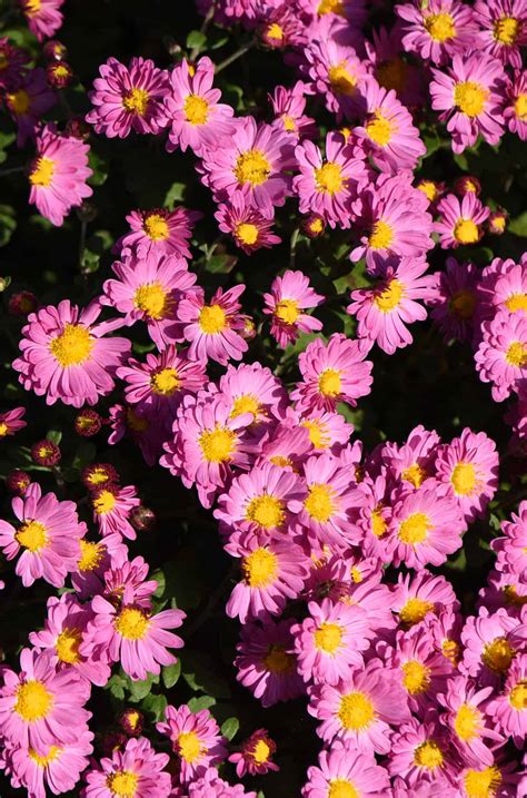 26 Perennials to Cut Back for More Blooms - Plantglossary