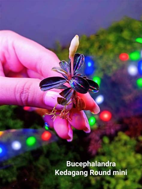 Bucephalandra Kedagang Mini Round | Aquadcoaqua