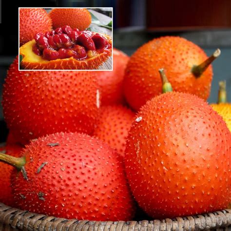 Gac Fruit (Momordica Cochinchinensis) Fruit Plant (Home & Garden Plant ...