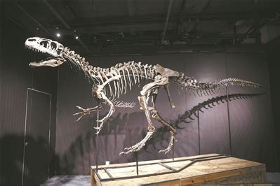 广州日报数字报-“恐龙医院” “会诊”1.5亿岁异特龙