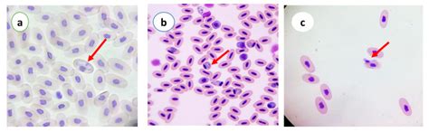 Blood Parasites in Domestic Birds in Central Iran