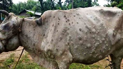 Targeted Fly Control Measure Better than Insecticides