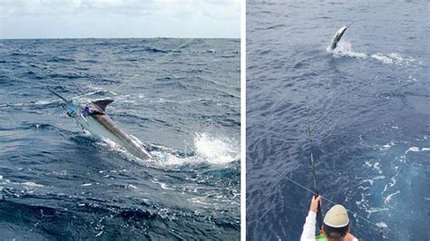 FISH CURACAO CHARTER FISHING & TRIPS (2026) All You Need to Know BEFORE ...