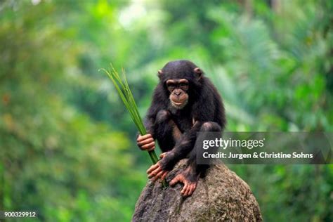 Image result for Chimpanzee Using Tools