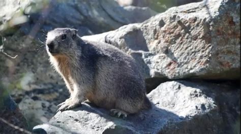 China issues a warning after 2 cases of Bubonic plague were reported in ...