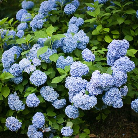 Nikko Blue Hydrangea