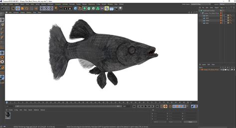 3D Guppy Fish Black Prince model | 3D Molier International