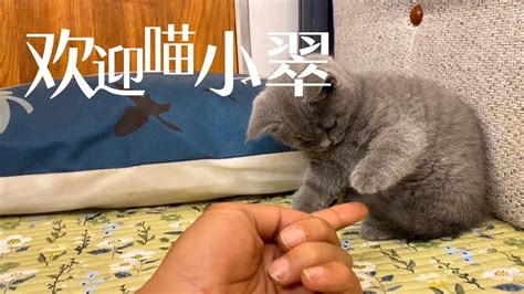 房车旅行一人一猫一狗去中国最冷的地方，猫咪小翠还没住过房车 - YouTube