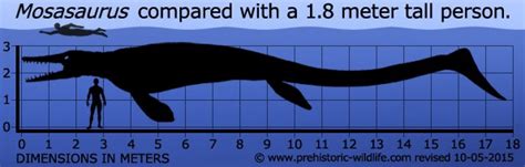 Mosasaurus Pictures & Facts - The Dinosaur Database
