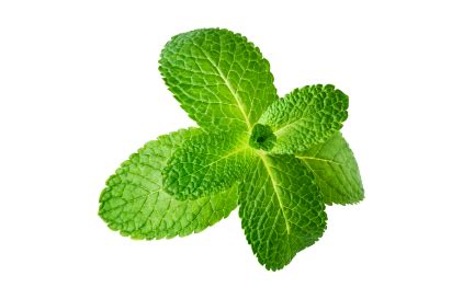Ginger Frost Herbal Tea – www.maherbagh.com