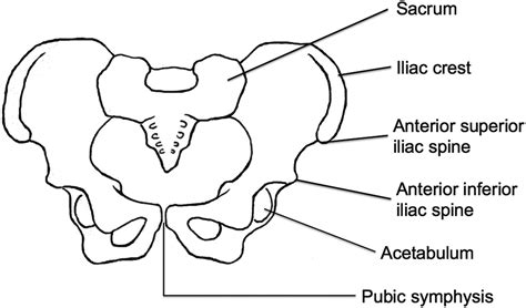 Anterior Superior Iliac Spine